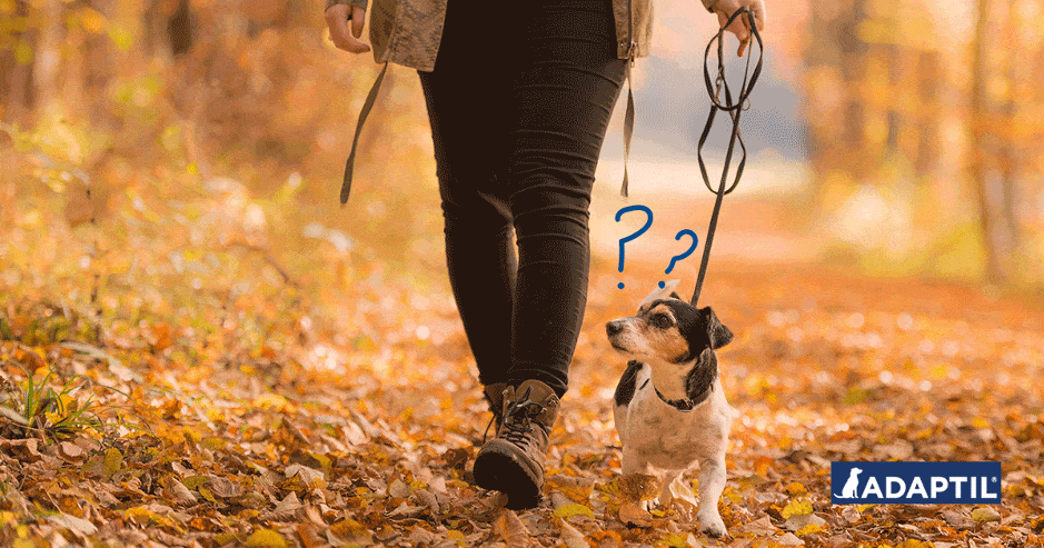 do-noises-on-walks-spook-your-dog-8-tips-to-calm-them